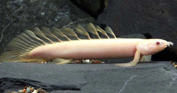 Polypterus Senegalus Albino | Albino Senegal Bichir - Image 3