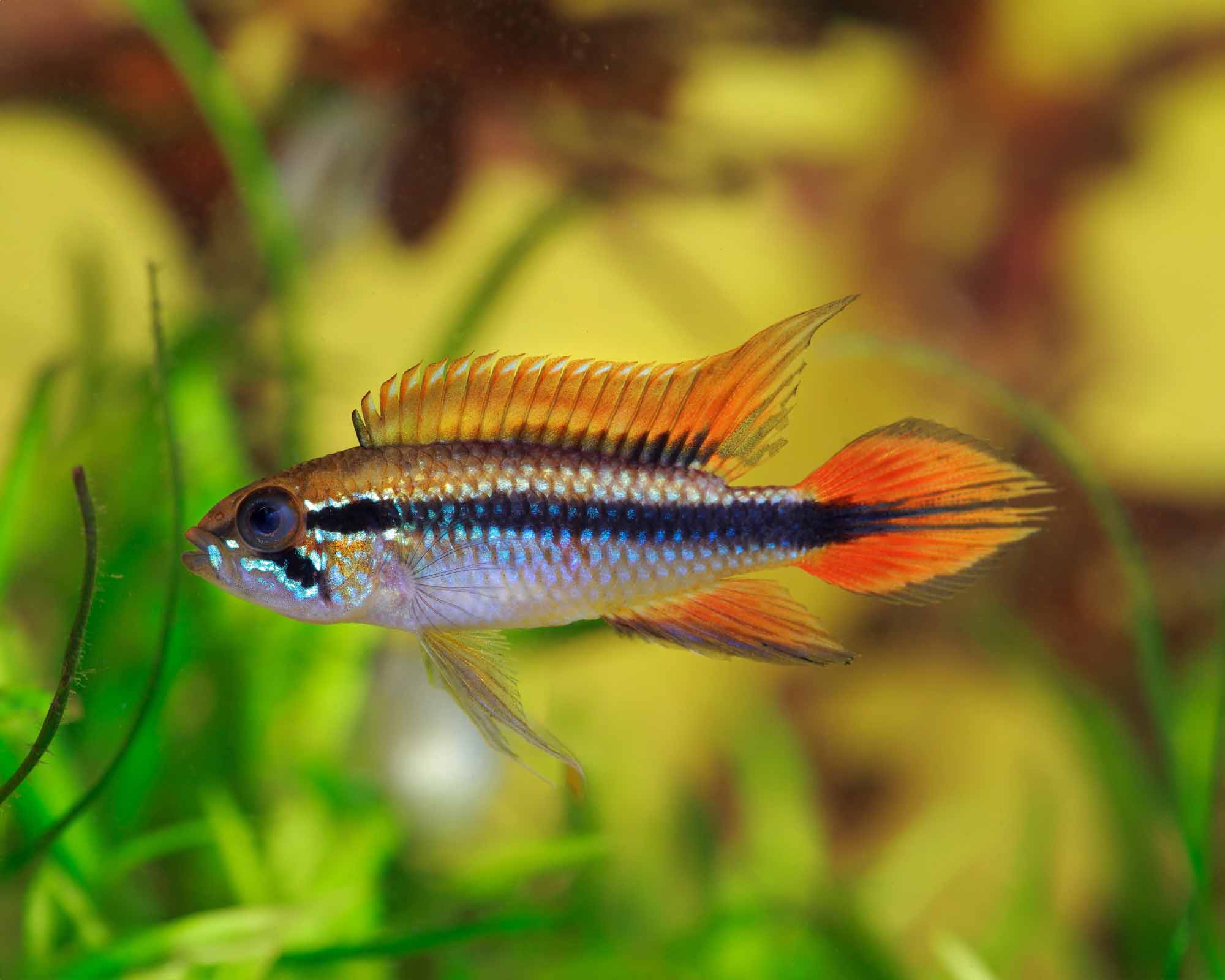 Apistogramma Agassizi Large - Image 3