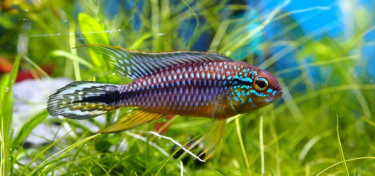 Apistogramma Agassizi Large - Image 4