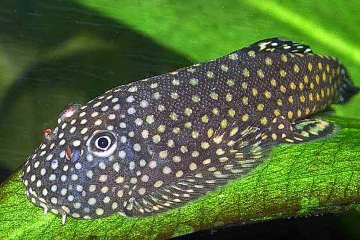 Borneo Sucker Loach Large