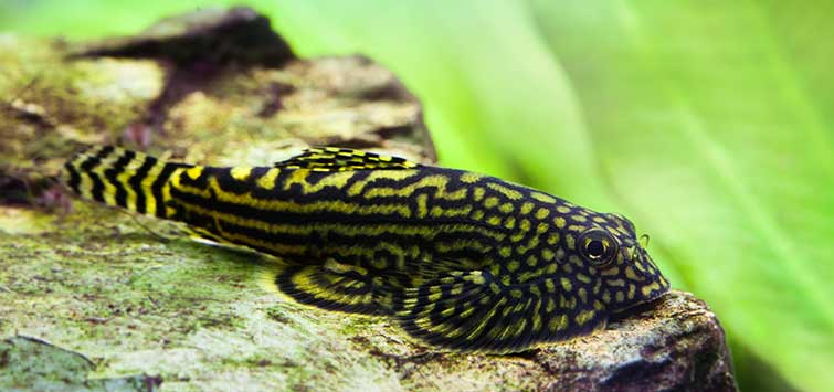 Borneo Sucker Loach Large - Image 2