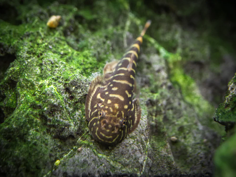 Borneo Sucker Loach Large - Image 3