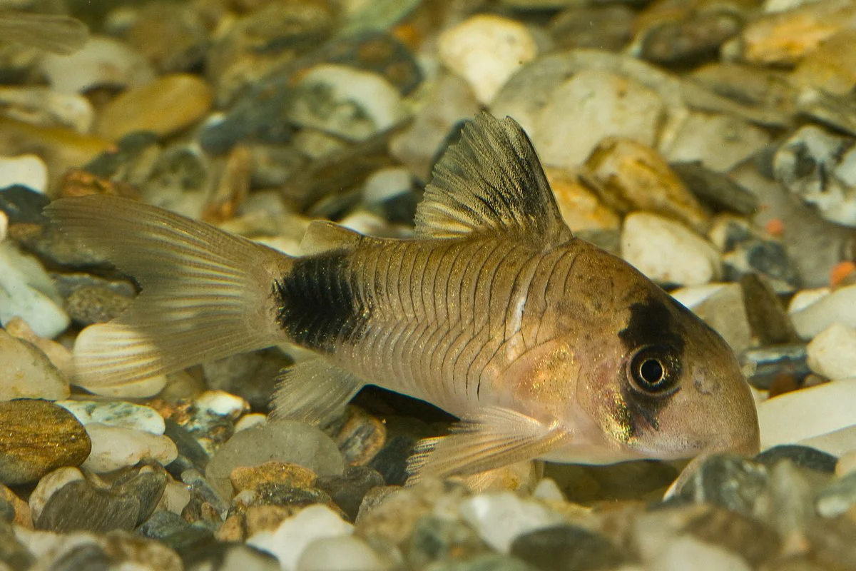 Panda Corydoras Fish TB - Image 2