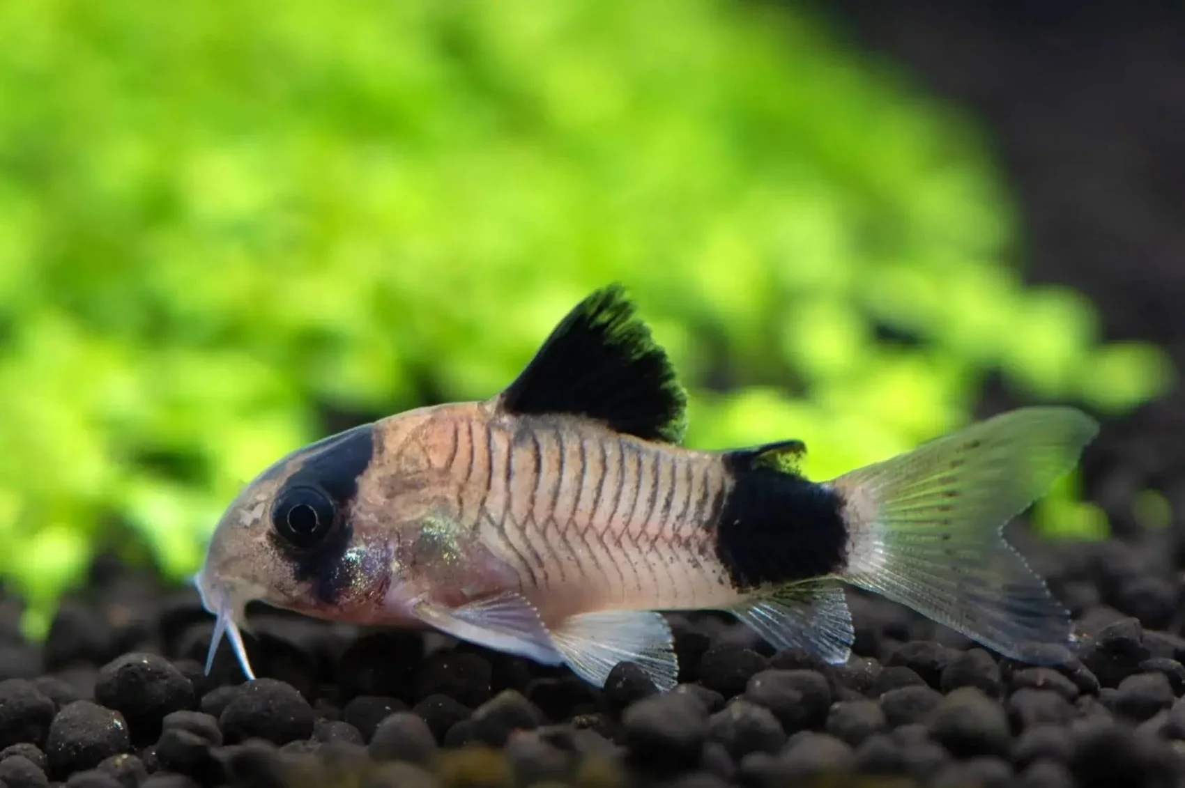 Panda Corydoras Fish TB - Image 3