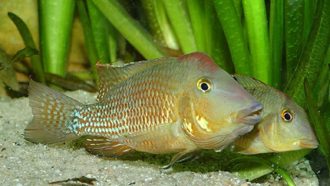 Geophagus steindachneri | Red Hump Eartheater - Image 2