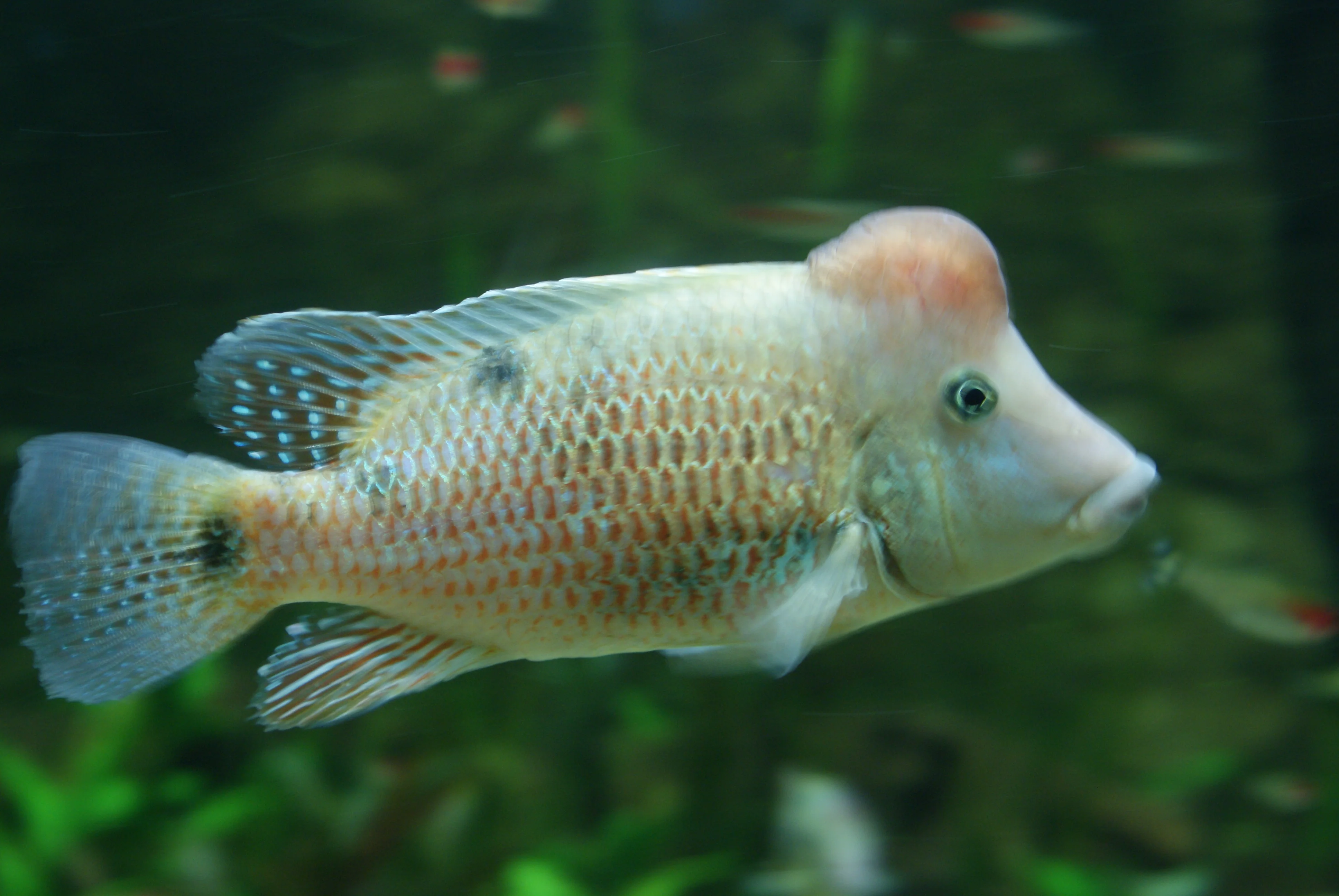 Geophagus steindachneri | Red Hump Eartheater - Image 3