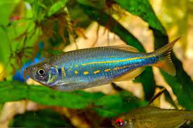 Giant Danio (M) - Image 3