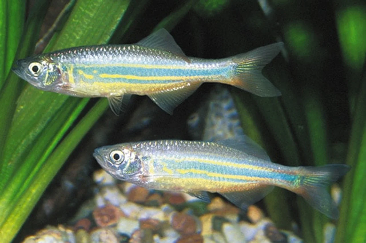 Giant Danio (M) - Image 4