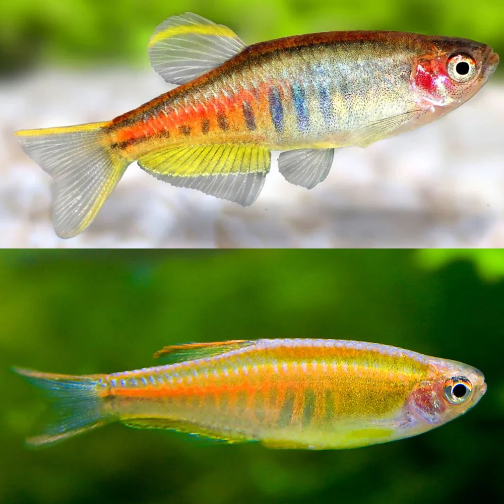 Glowlight Danio Medium Large - Image 2