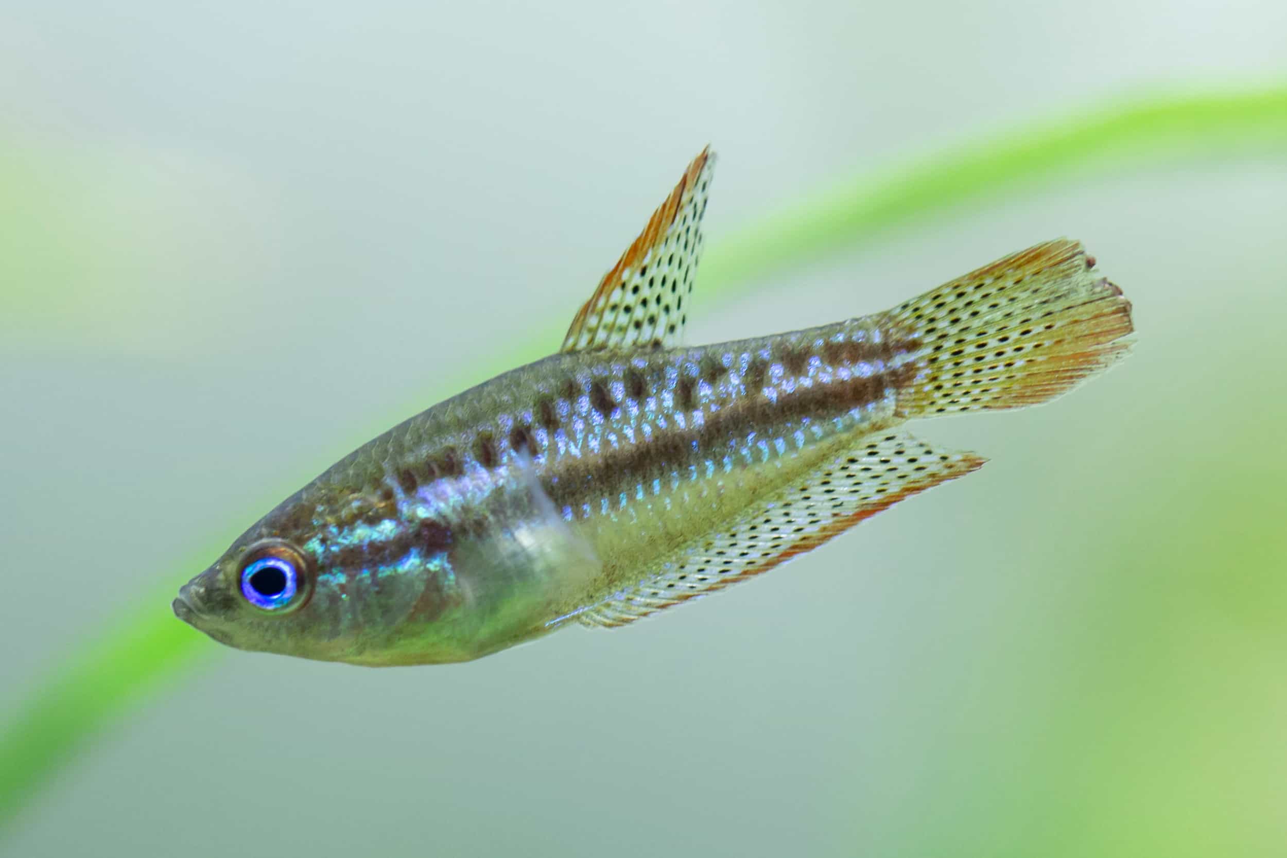 Sparkling Pygmy Gourami