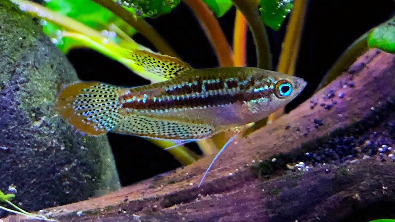 Sparkling Pygmy Gourami - Image 3