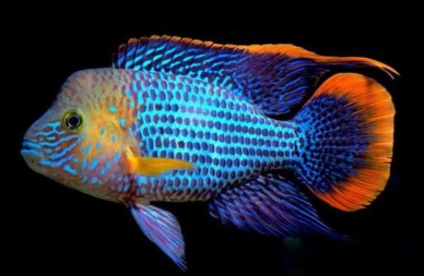 Green Terror Cichlid (M) - Image 3