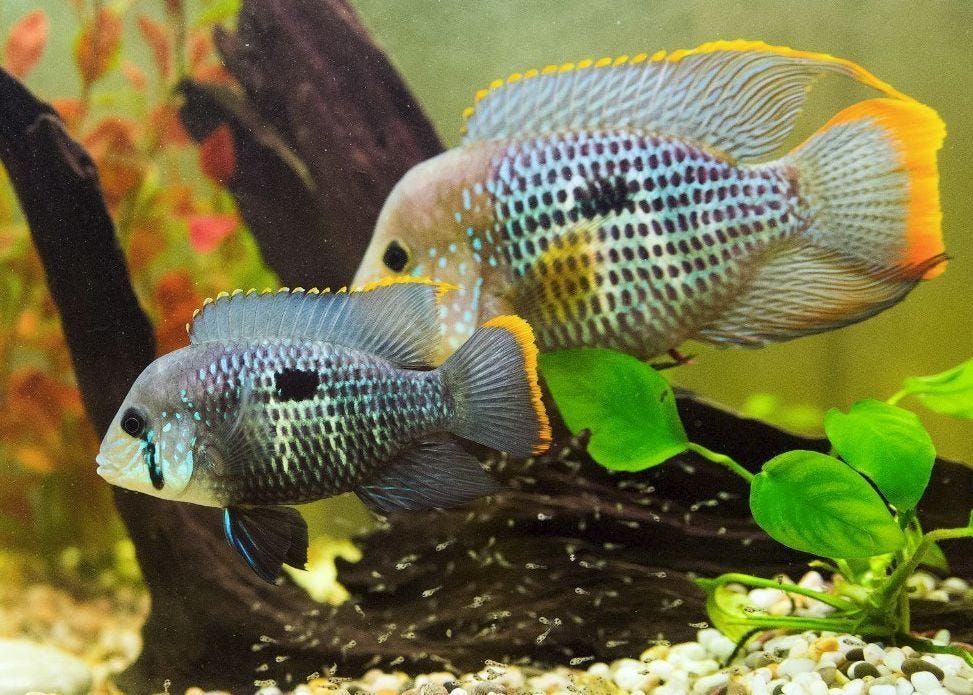 Green Terror Cichlid (M) - Image 4