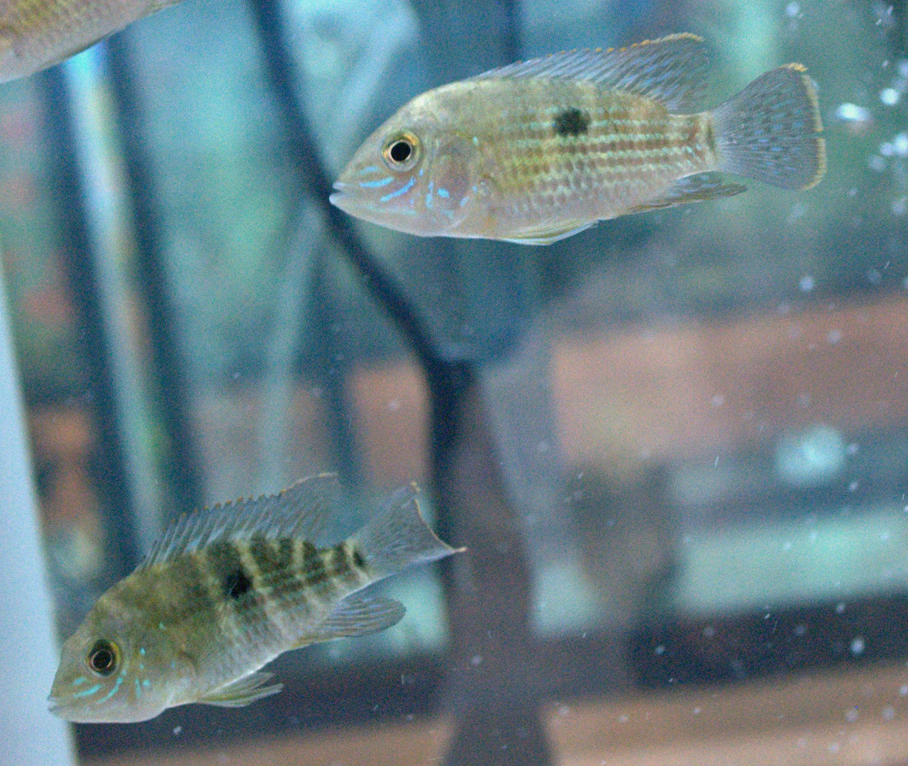 Green Terror Cichlid (M) - Image 5