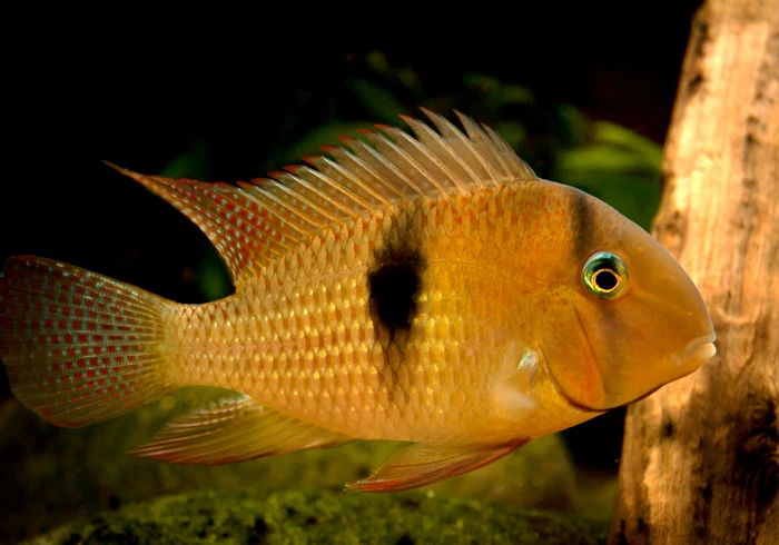 Blue Guianacara | Guianacara Owroewefi (M) - Image 5