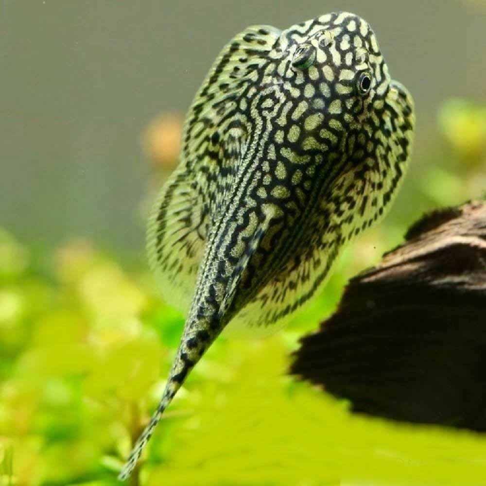 Hillstream Loach (L) - Image 2