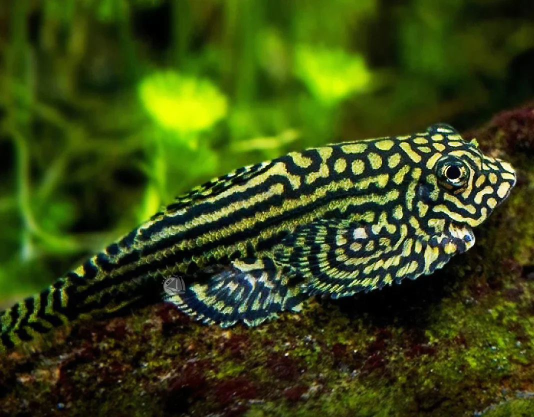 Hillstream Loach (L) - Image 3