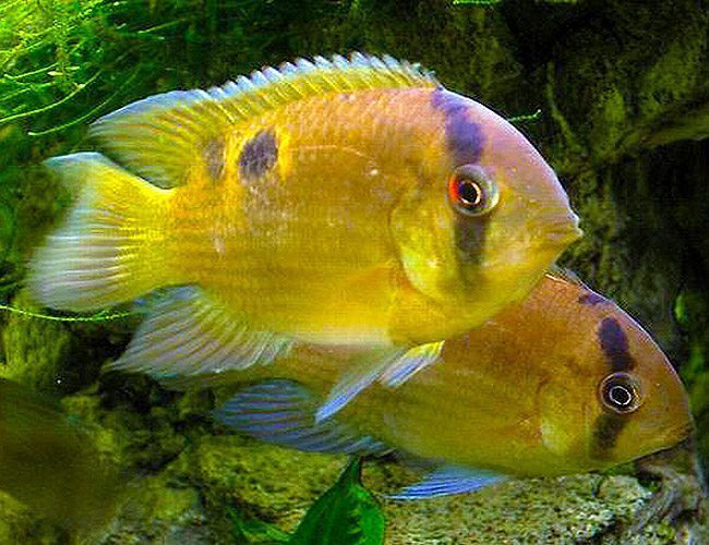 Keyhole cichlid Small -Medium - Image 2