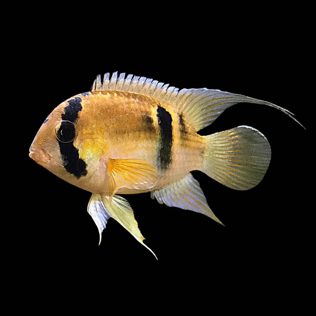 Keyhole cichlid Small -Medium - Image 3