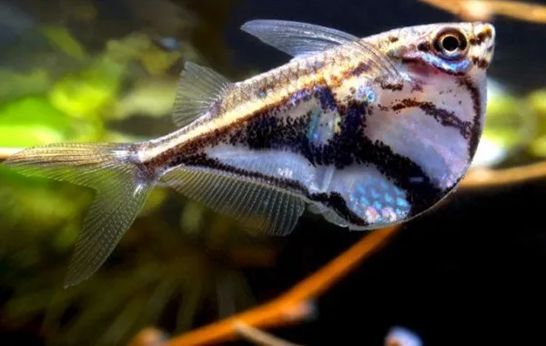 Marbled Hatchet Tetra Medium - Image 2