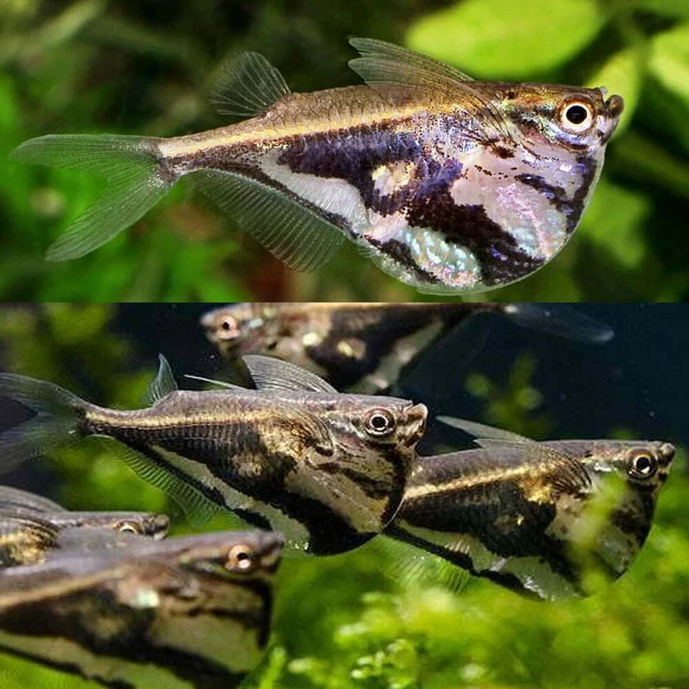 Marbled Hatchet Tetra Medium - Image 3