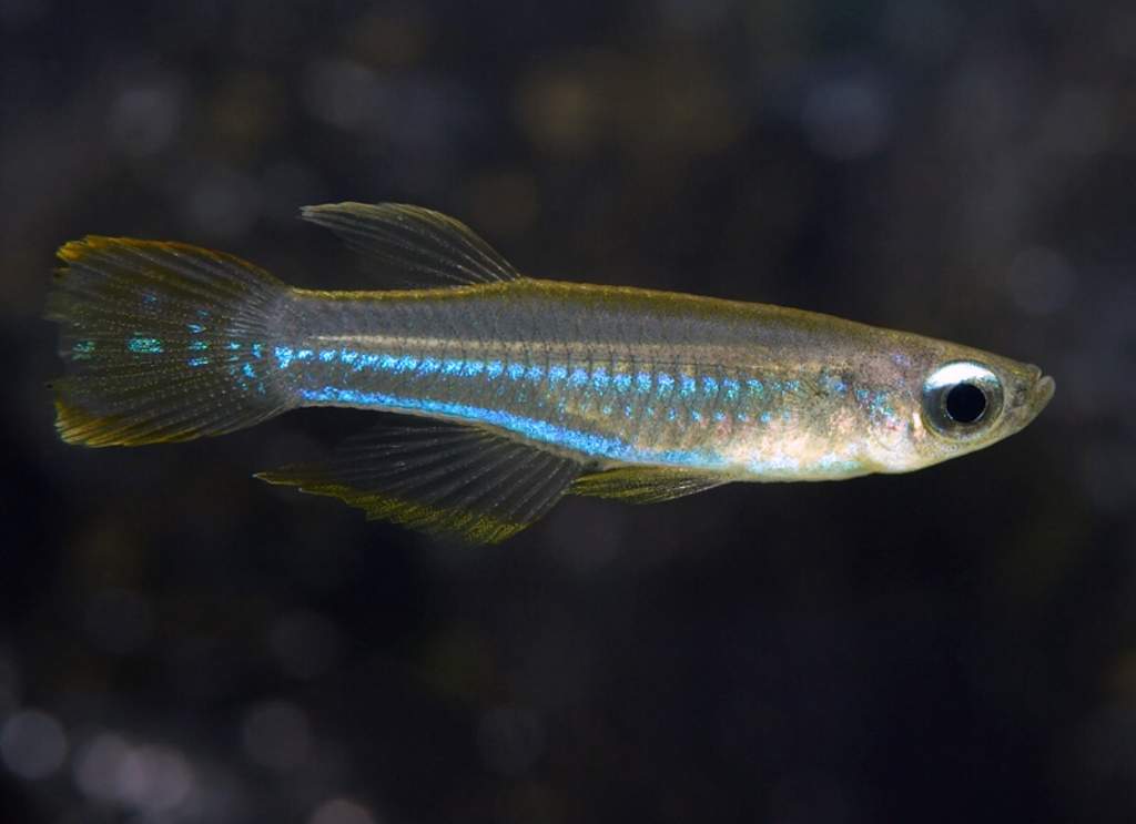 Norman's Lampeye Killifish - Image 2