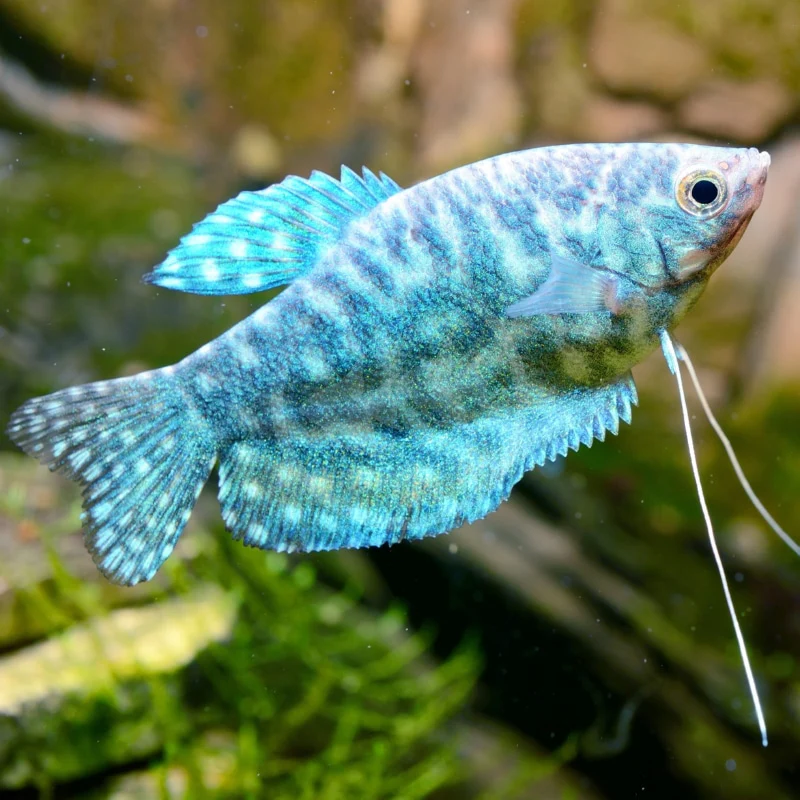 Opaline Gourami Medium