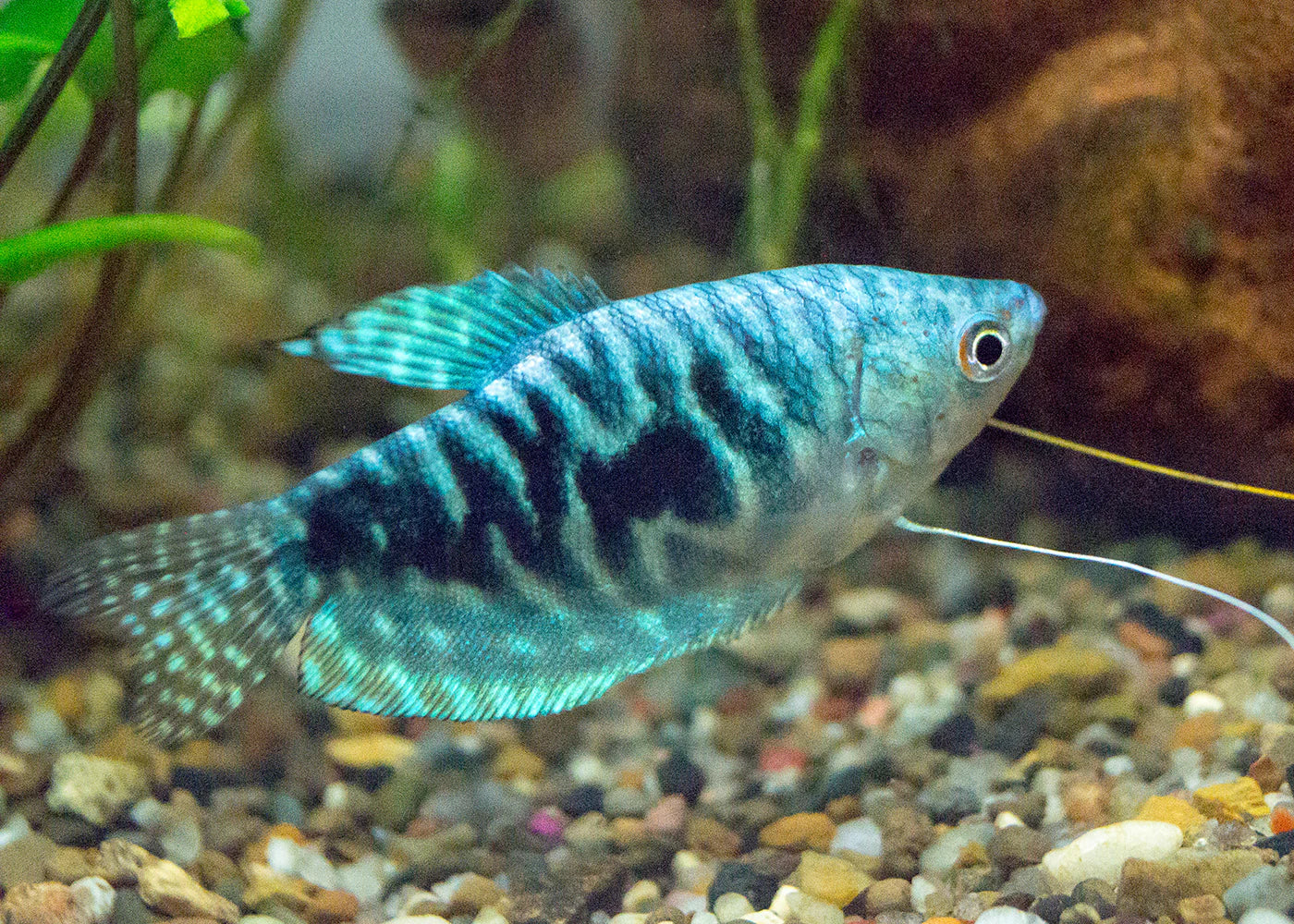 Opaline Gourami Medium - Image 2