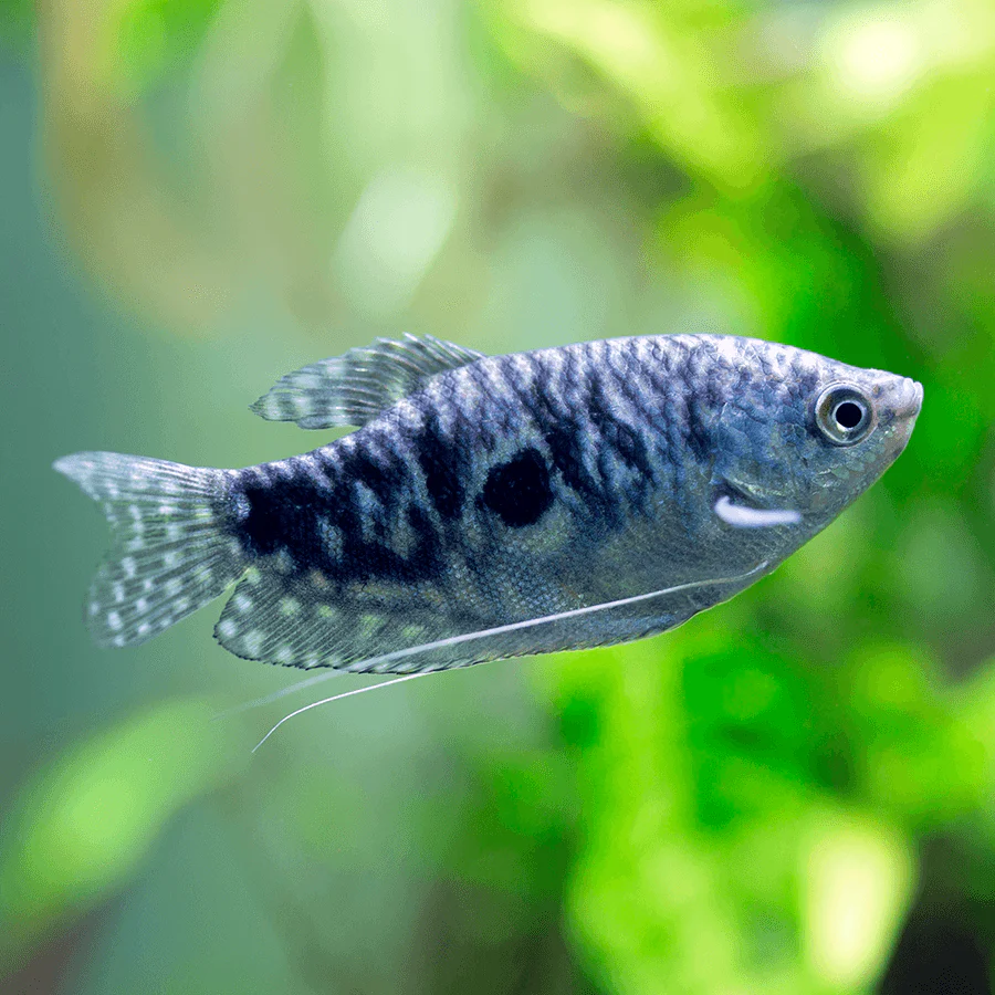 Opaline Gourami Medium - Image 3