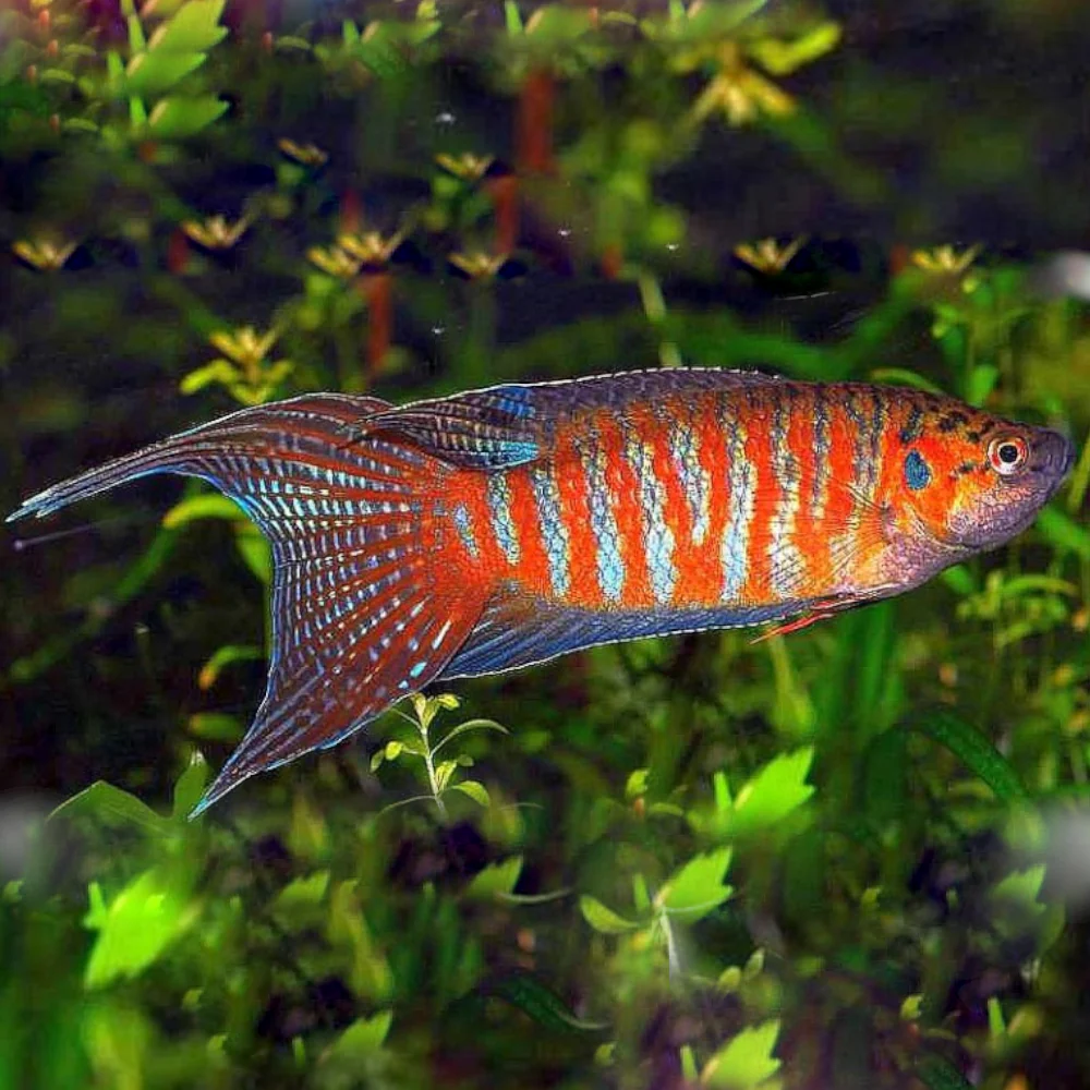 Paradise Fish Large