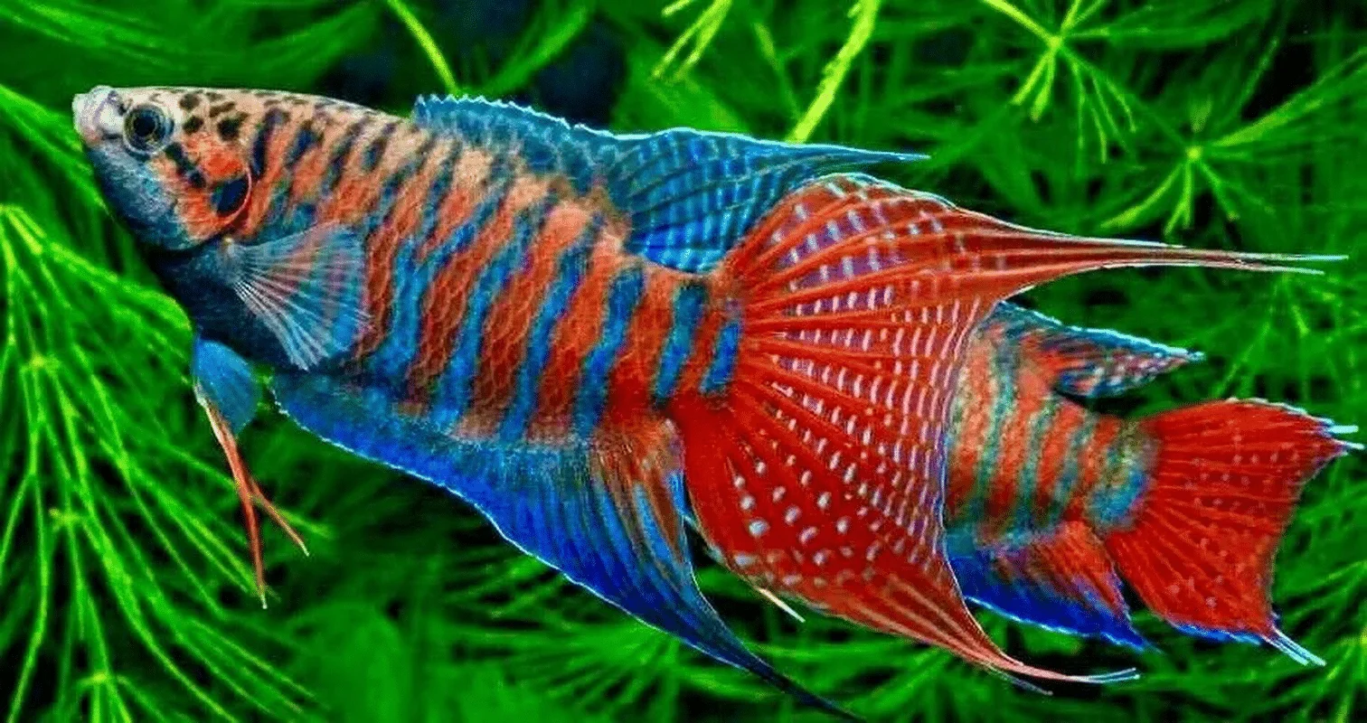 Paradise Fish Large - Image 2