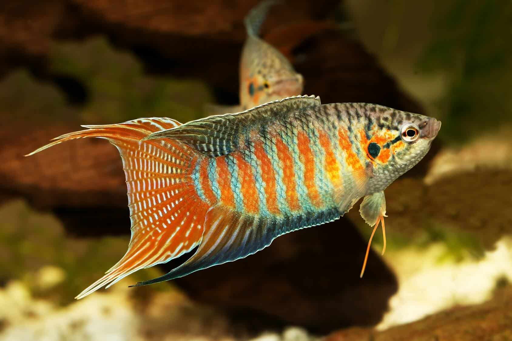 Paradise Fish Large - Image 3