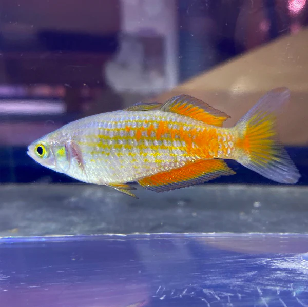 Parkinson Rainbowfish 2" - Image 2