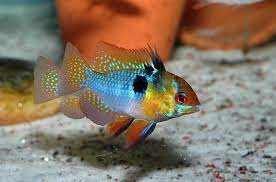 Ram Cichlid (ML)