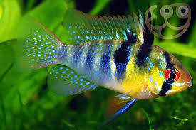 Ram Cichlid (ML) - Image 2
