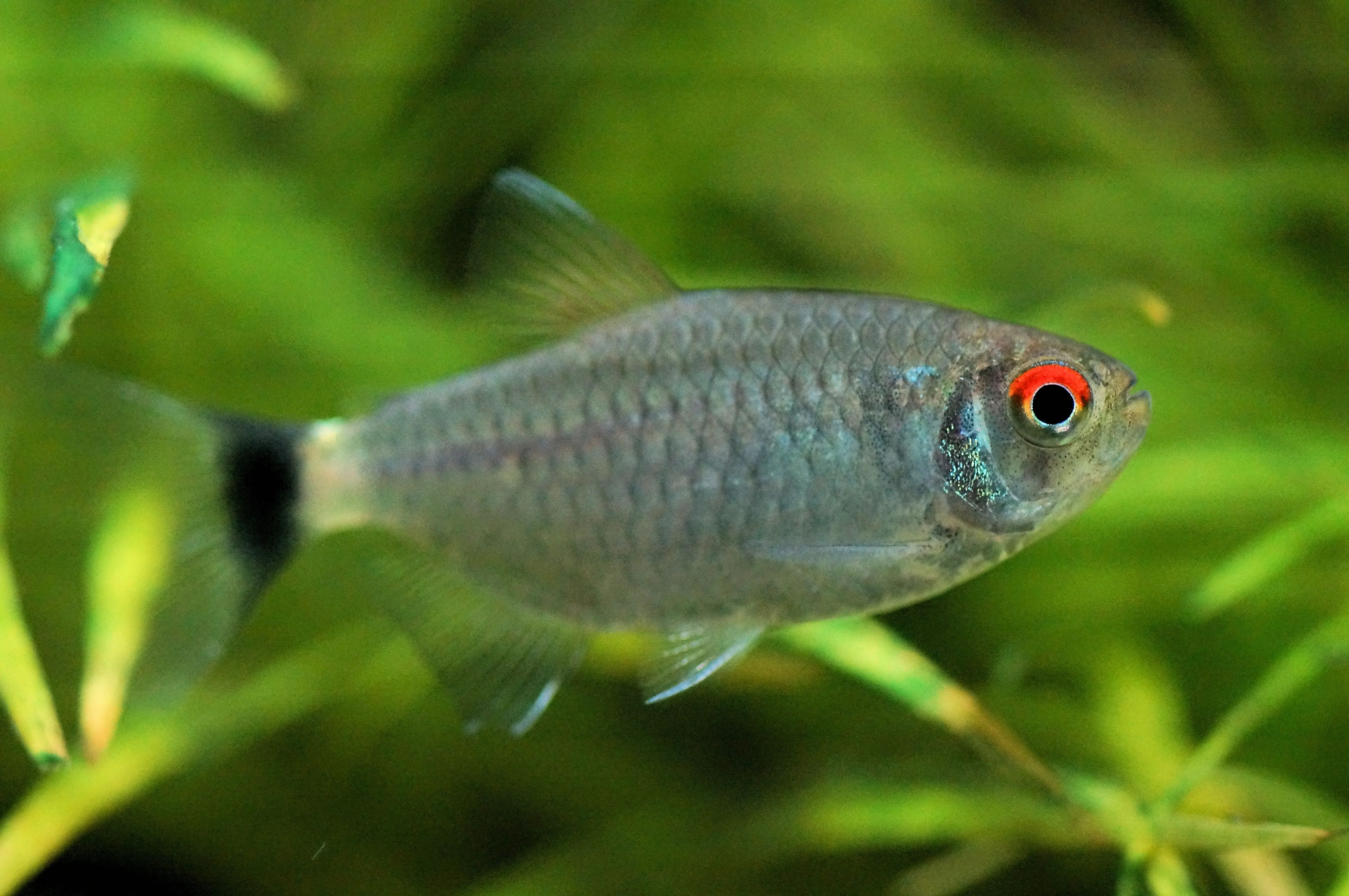 Red Eye Tetra Medium Large