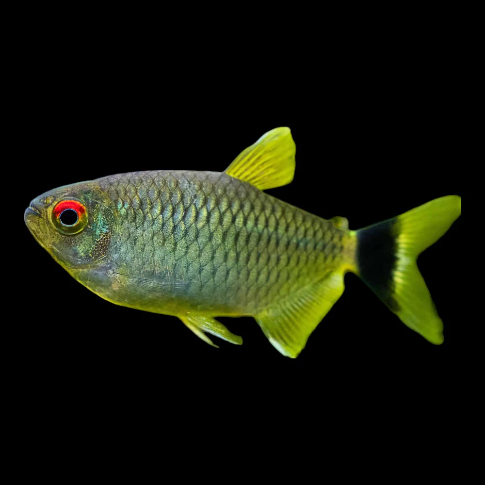 Red Eye Tetra Medium Large - Image 2