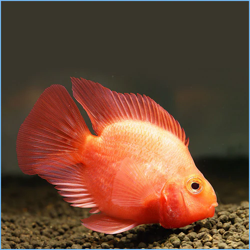 Red Fire Parrot Fish (L) - Image 3