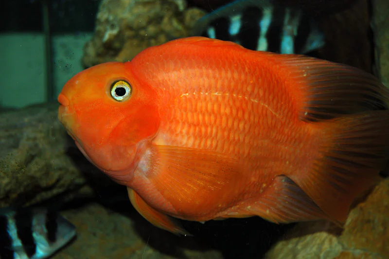 Red Fire Parrot Fish (L) - Image 4