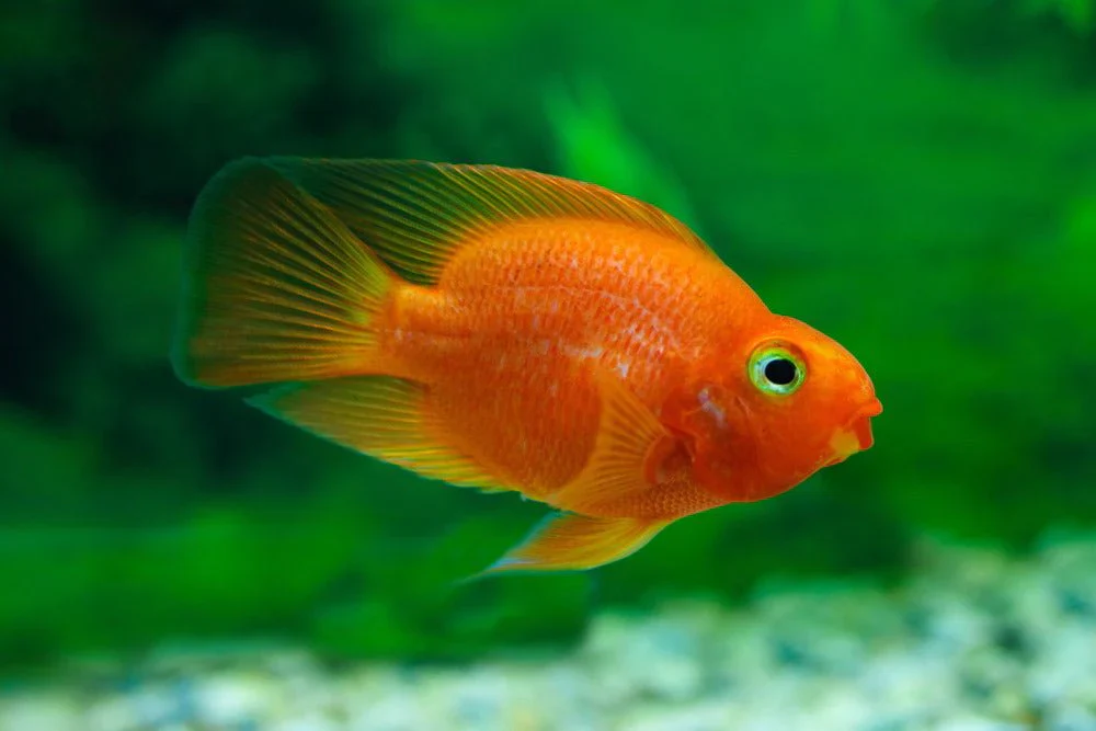 Red Fire Parrot Fish (L) - Image 5
