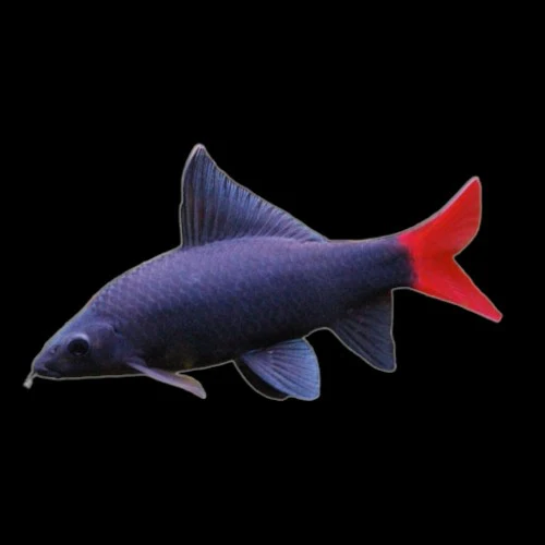 Red Tail Black Shark