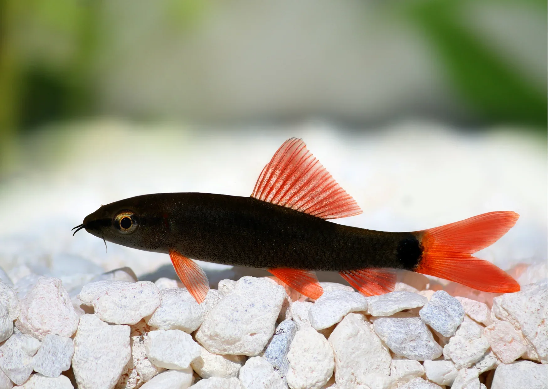 Red Tail Black Shark - Image 2