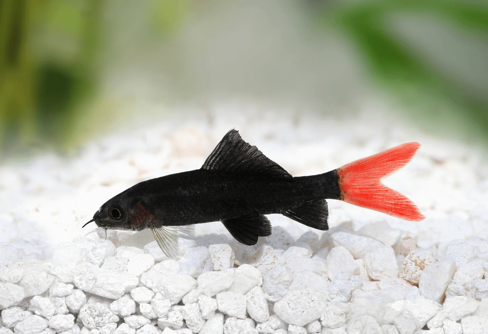Red Tail Black Shark - Image 3