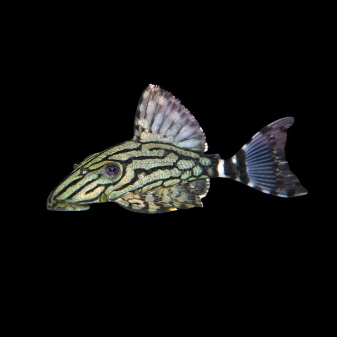 Royal Pleco 2-3" - Image 3