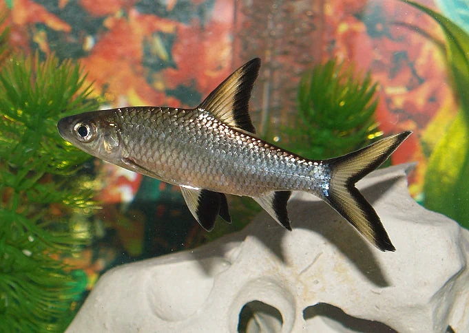 Bala Shark 4" - Image 2