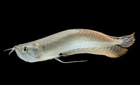 Silver Arowana (Sm) - Image 2