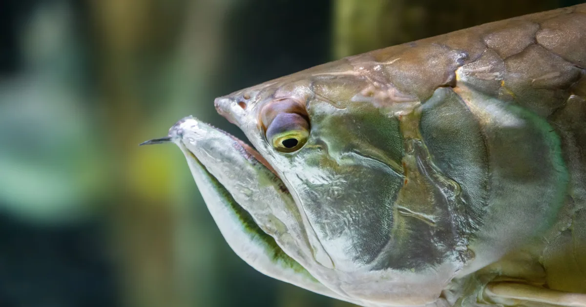 Silver Arowana (Sm) - Image 3