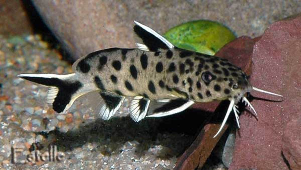 Fish-Synodontis Petricola (TB) - Image 3