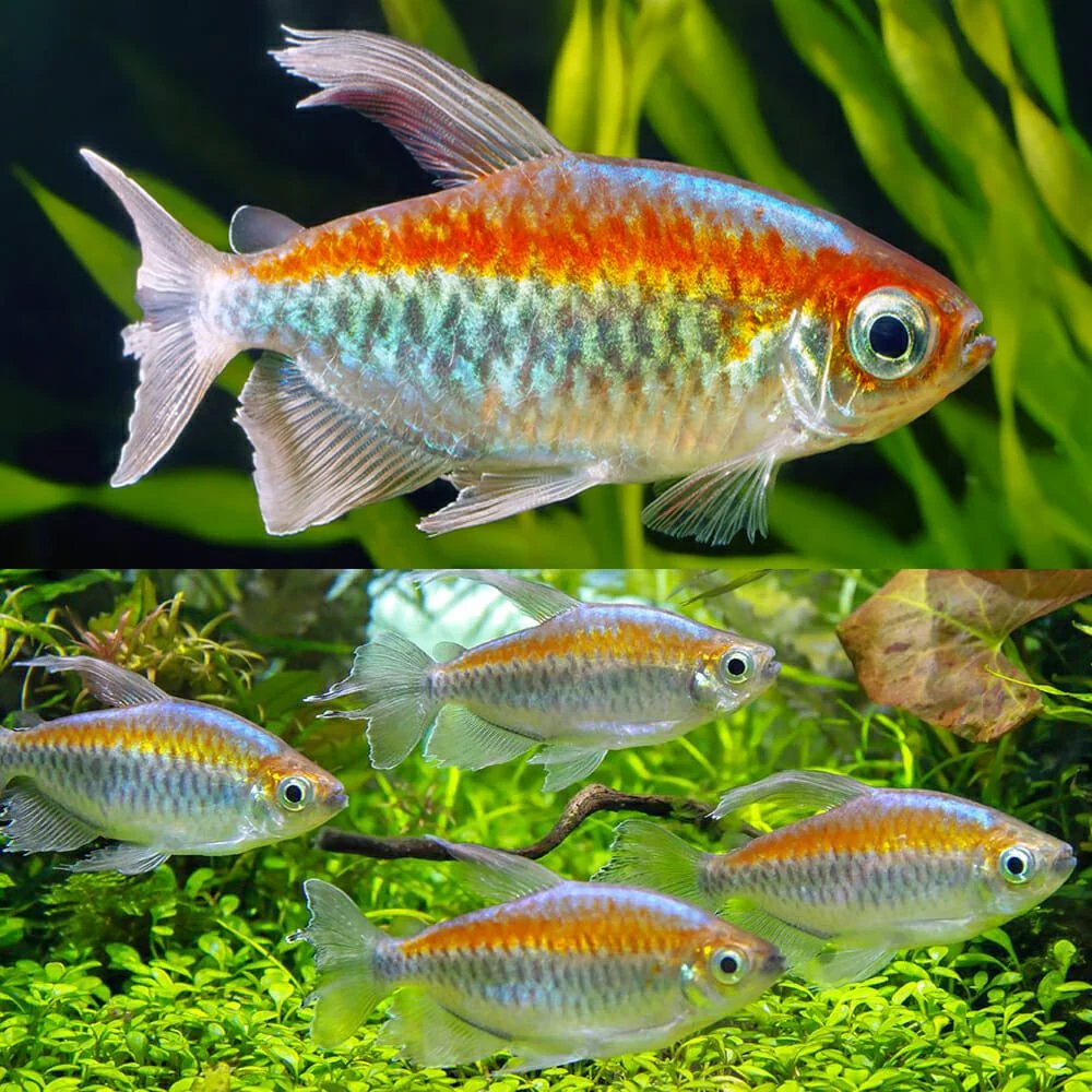 Congo Tetra - Image 2