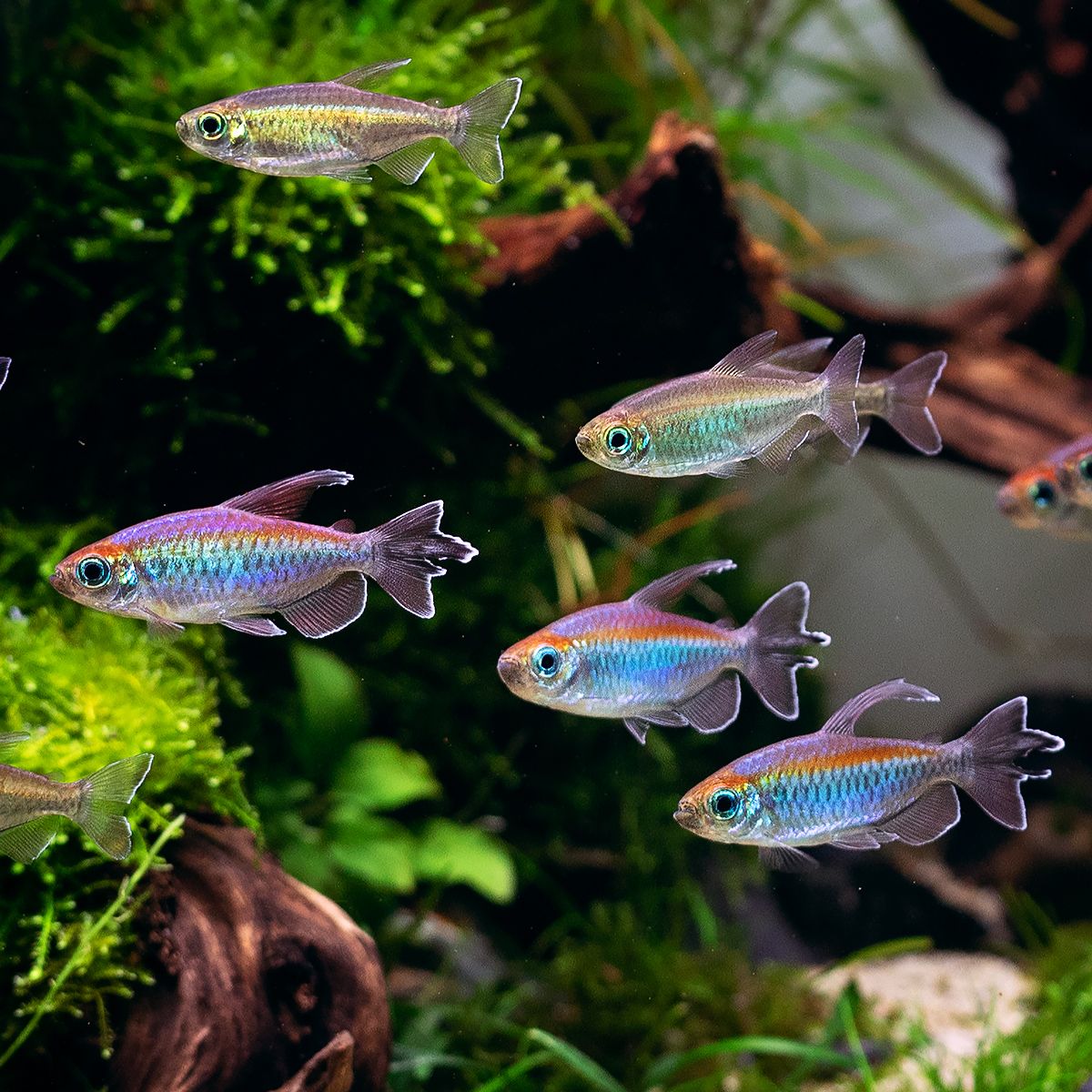 Congo Tetra - Image 3